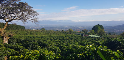 Café Costa Rica - Rica